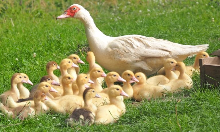 ducklings-chicks-mama-duck-160509