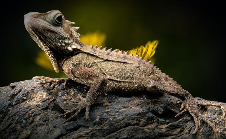 lizard-2427248_1280