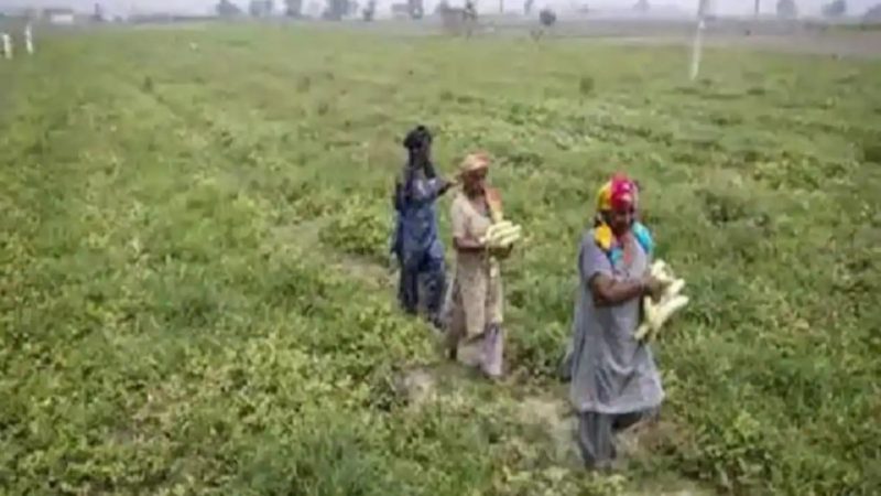 रायपुर : छत्तीसगढ़ के किसानों को इस साल धान विक्रय पर प्रति एकड़ साढ़े 25 हजार का अतिरिक्त लाभ