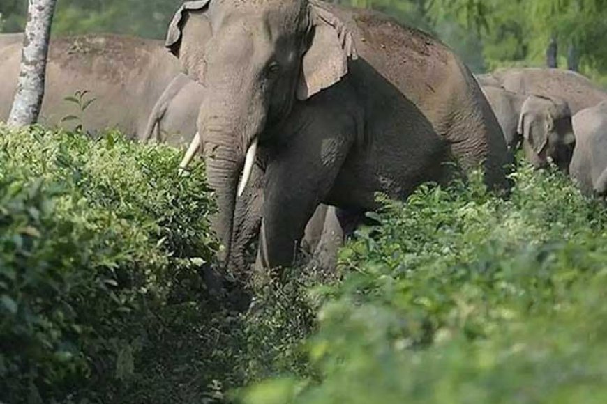 धमनी वन परिक्षेत्र के बस्तियों में हाथियों का हमला, चार दिन में 2 लोगों की मौत
