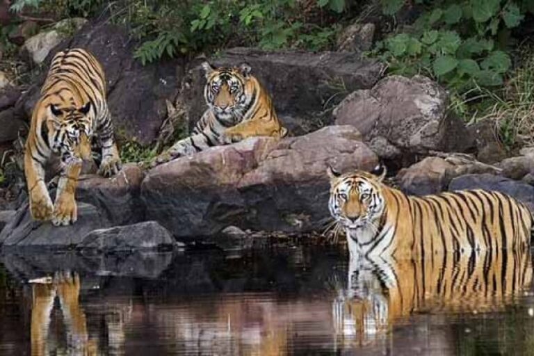 70 प्रतिशत बाघ भारत में, संख्या हर वर्ष बढ़ रही है: मोदी