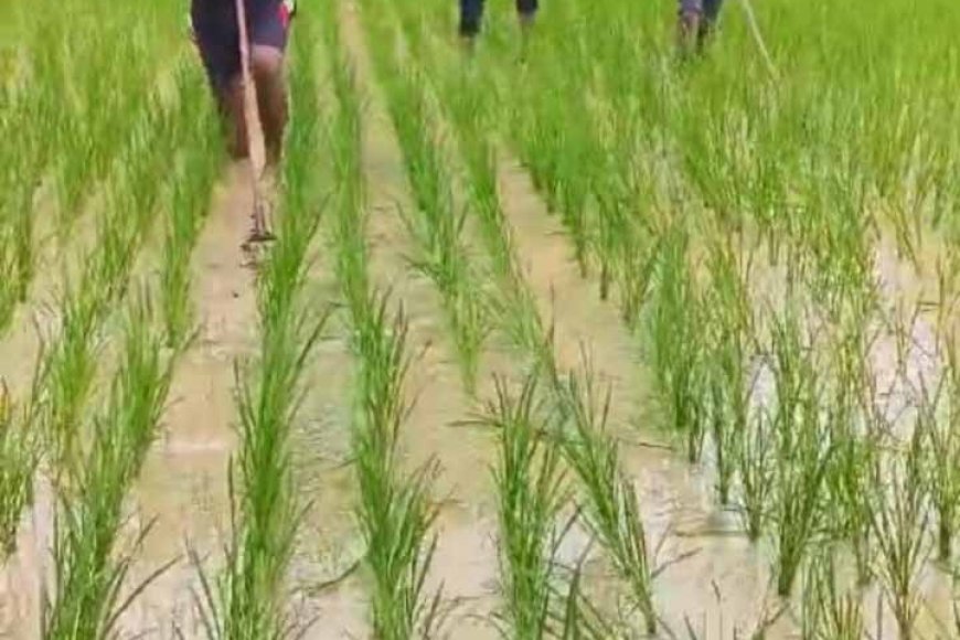 दोगुना उत्पादन और लागत में कमी के चलते किसान अपना रहे हैं श्री पद्धति