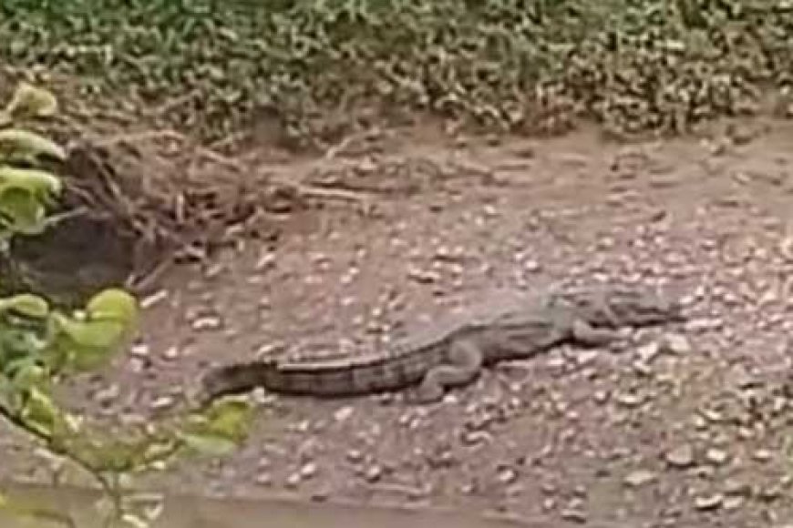 नाले से बाहर निकलकर खेतों में टहलते हुए दिखा छह फीट लंबा मगरमच्छ