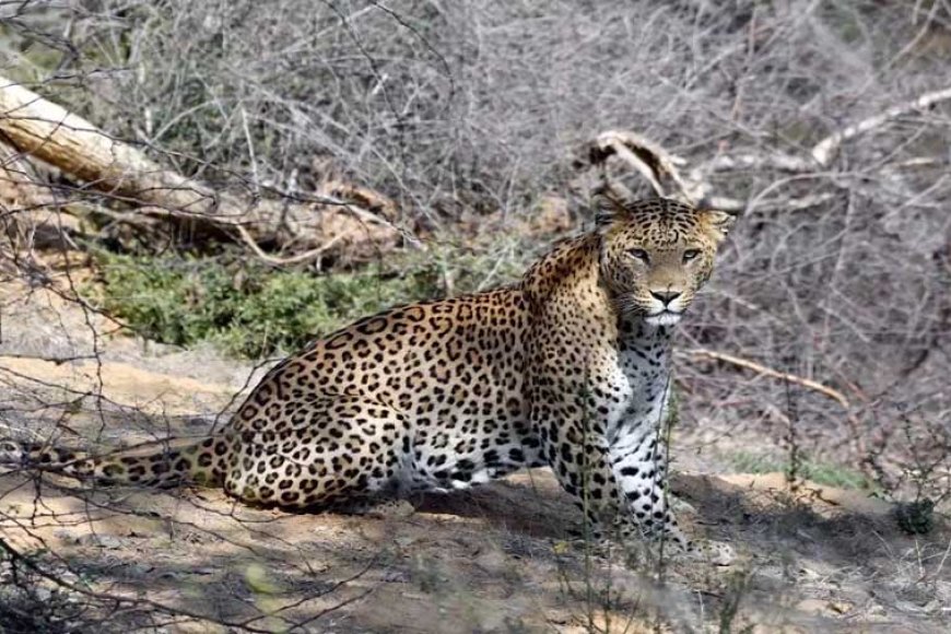 चीतों को स्थानांतरित करने के लिए गांधी सागर अभयारण्य से ओंकारेश्वर राष्ट्रीय उद्यान में छोड़े गए 10 तेंदुए