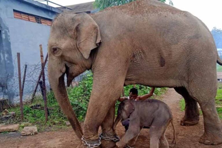 पन्ना में मादा हाथी केनकली ने दिया मादा शावक को जन्म