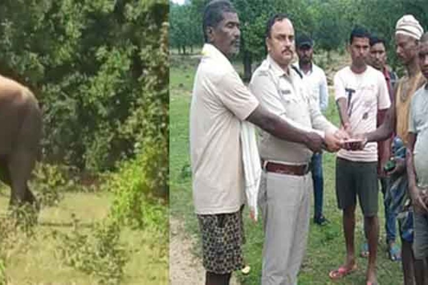 छत्तीसगढ़&बलरामपुर रामानुजगंज में हाथी ने युवक को कुचला, परिजनों को दी तात्कालिक आर्थिक सहायता