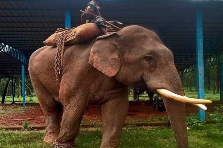 एक उत्पाती हाथी के ‘कुमकी हाथी’ बनने की कहानी