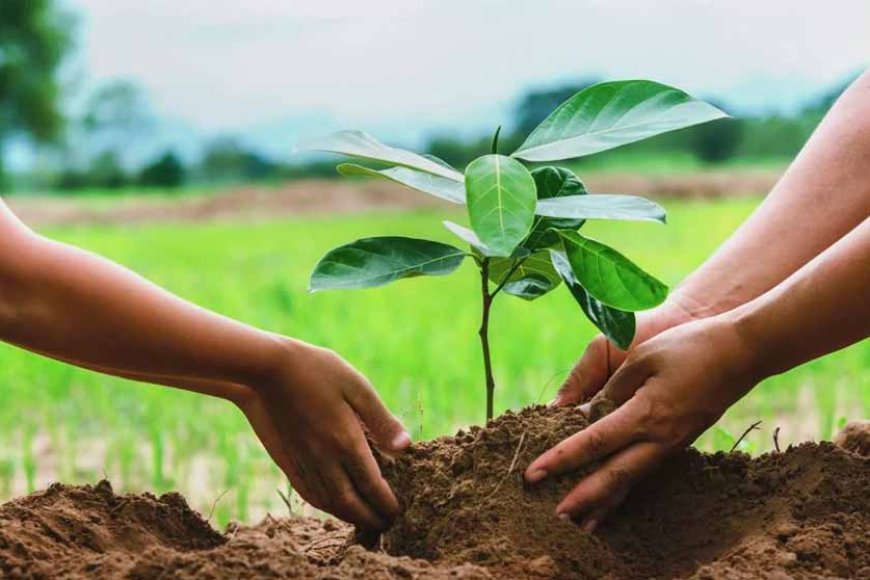 एम.पी. ट्रांसको ने लक्ष्य से अधिक पौधरोपण करने में पाई सफलता