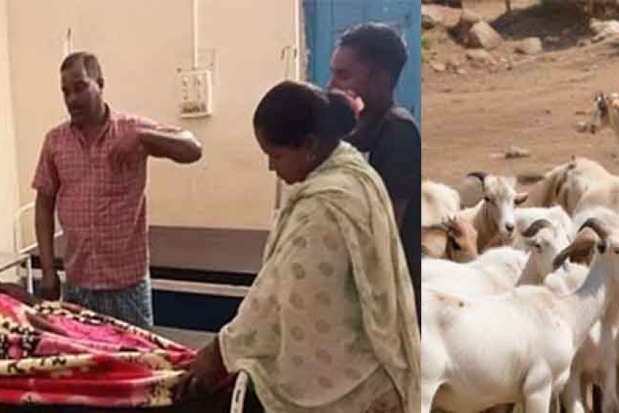 छत्तीसगढ़&रायगढ़ में बकरी चराने गई महिला की मौत, जंगल में मिला शव