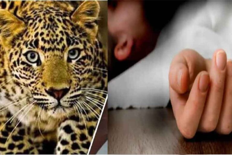 छत्तीसगढ़&धमतरी में तेंदुए के हमले में बच्ची की मौत, लघुशंका के लिए गई थी घर से बाहर
