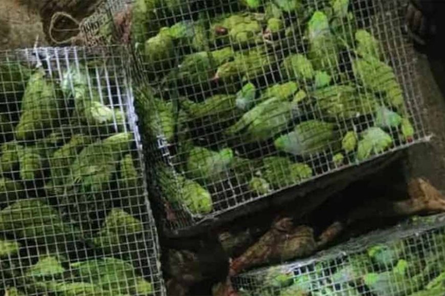 बड़ी कार्रवाई: 400 तोते तस्करों से कराए मुक्त, मुंबई भेजने की थी तैयारी; पूछताछ में खुले कई राज