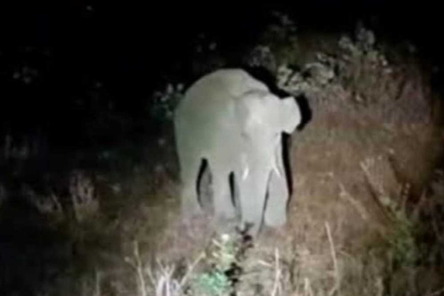 सिद्ध बाबा पहाड़ पर दंतैल हाथी का दस्तक, वन विभाग ने जारी की चेतावनी
