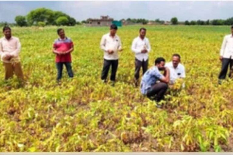 रिपोर्ट: भारतीय एग्रोकेमिकल सेक्टर अगले वित्त वर्ष में 9 प्रतिशत की दर से बढ़ने का अनुमान!