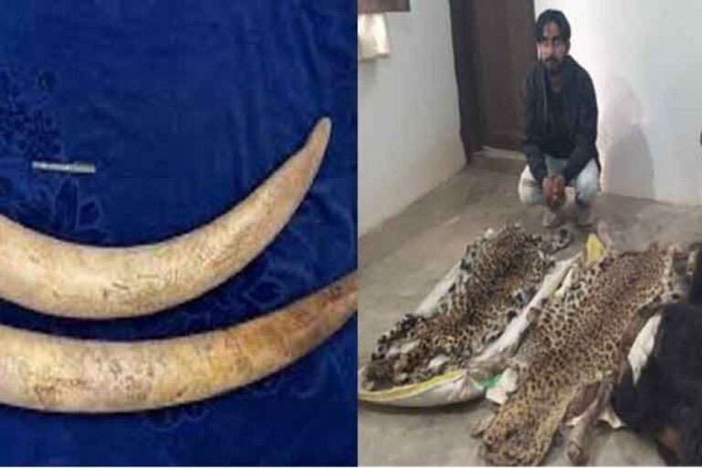 छत्तीसगढ़&बलरामपुर में तेंदुए&भालू की खाल और हाथी दांत की तस्करी करते 5 तस्कर चढ़े हत्थे