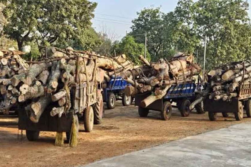 छत्तीसगढ़&बालोद में वन विभाग ने अवैध लकड़ी परिवहन करते आठ ट्रैक्टर किए जब्त