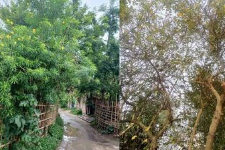 घर के बाहर क्यों नहीं लगाना चाहिए कनैल और नींबू का पेड़, क्या पड़ता है