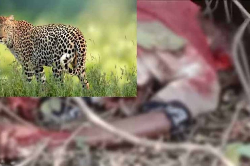 सड़क किनारे सो रहे बुजुर्ग को तेंदुए मारा, जंगल में मिली लाश