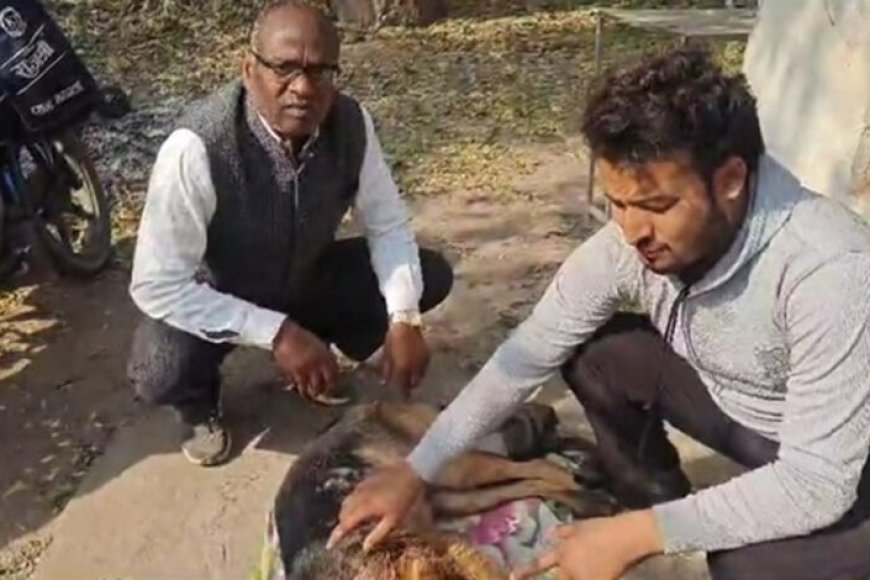 उमरिया में पालतू कुत्ते ने बाघ का सामना किया, परिवार की जान बचाई