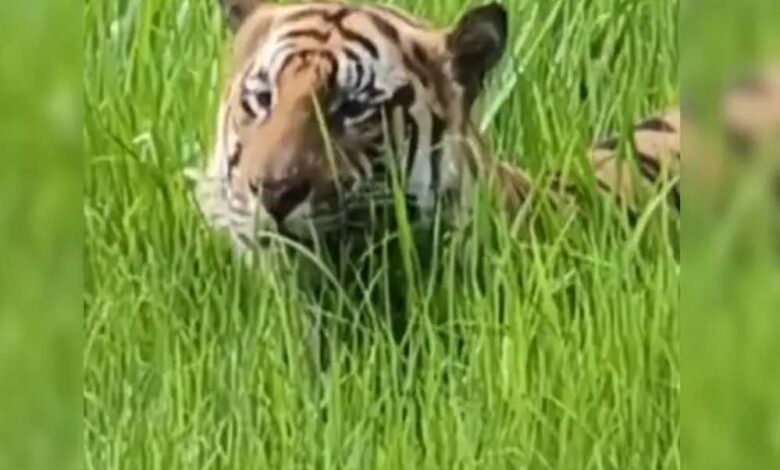 बांधवगढ़ नेशनल पार्क में घास खाता दिखा टाइगर, नजारा देख हैरत में पड़े पर्यटक