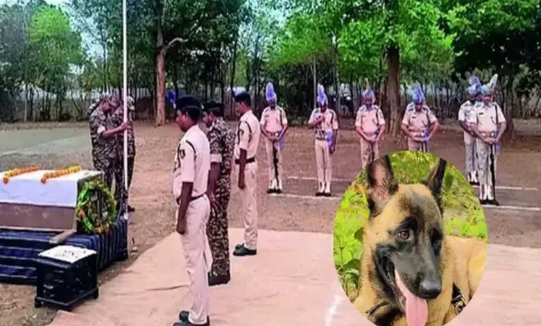 CRPF के लाल ‘रोलो’ ने मधुमक्खियों के हमले में दी शहादत, नक्सली ऑपरेशन में रही महत्वपूर्ण भूमिका