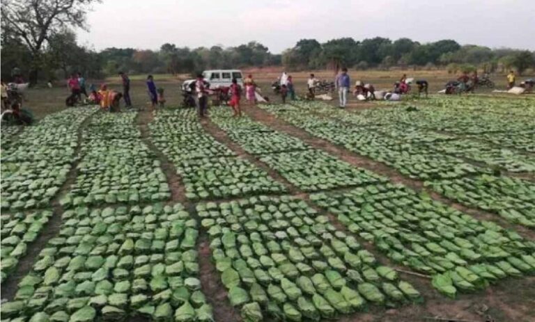 तेंदू पत्ता तोड़ाई और सँग्रह का कार्य चल रहा युद्ध स्तर पर : बनमण्डलाधिकारी सिंगरौली