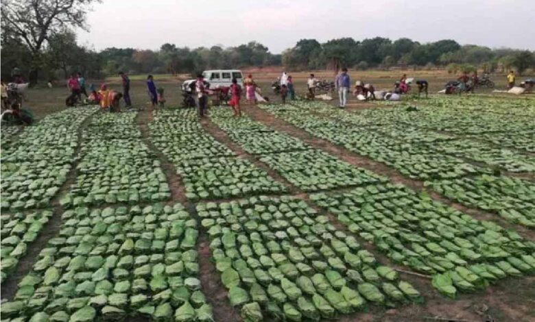 तेंदू पत्ता तोड़ाई और सँग्रह का कार्य चल रहा युद्ध स्तर पर : बनमण्डलाधिकारी सिंगरौली