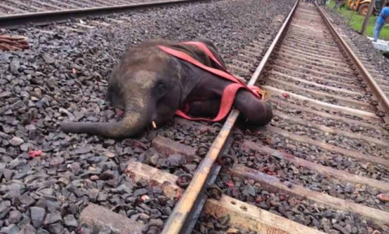 पश्चिम बंगाल में दर्दनाक हादसा: ट्रेन से टकराकर तीन हाथियों की मौत, वन विभाग की लापरवाही पर उठे सवाल