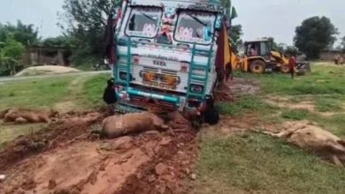 तेज रफ्तार ट्रक ने मचाया कहर: सड़क किनारे बैठी 6 गायों की मौत, कई घायल