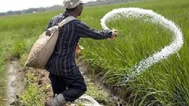 छत्तीसगढ़ में खाद की कोई कमी नहीं