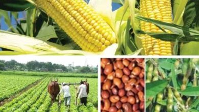 दलहन, तिलहन की फसल लेने पर भी किसानों को मिलेगा कृषक उन्नति योजना का फायदा