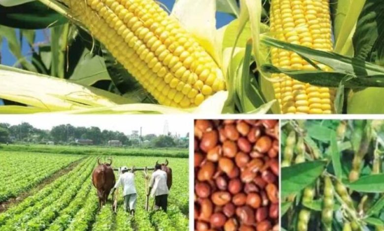 दलहन, तिलहन की फसल लेने पर भी किसानों को मिलेगा कृषक उन्नति योजना का फायदा