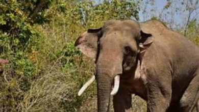 24 घंटे तक मचाया आतंक, खेत उजाड़ने और युवक पर हमला करने के बाद जंगल लौटा हाथी