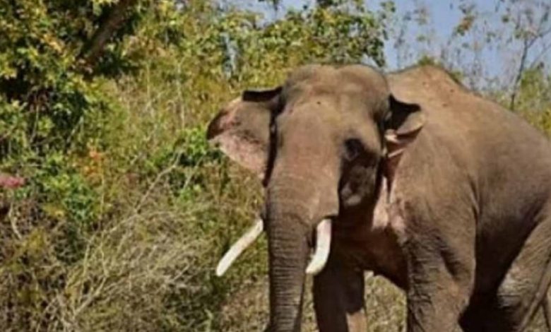 24 घंटे तक मचाया आतंक, खेत उजाड़ने और युवक पर हमला करने के बाद जंगल लौटा हाथी