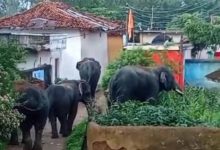 बुढ़ार में फिर घुसे जंगली हाथी: कई घरों में की तोड़फोड़, ग्रामीणों में दहशत