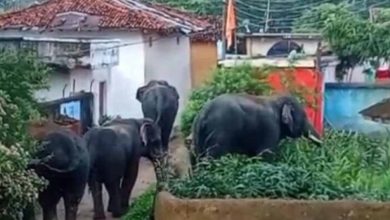 बुढ़ार में फिर घुसे जंगली हाथी: कई घरों में की तोड़फोड़, ग्रामीणों में दहशत