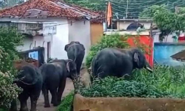 बुढ़ार में फिर घुसे जंगली हाथी: कई घरों में की तोड़फोड़, ग्रामीणों में दहशत बुढ़ार में फिर घुसे जंगली हाथी: कई घरों में की तोड़फोड़, ग्रामीणों में दहशत