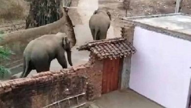 गांवों में घुसे चार जंगली हाथी, ये कर डाला अंजाम, कच्चे मकानों में तोड़फोड़, घर में रखे अनाज को चटकाया