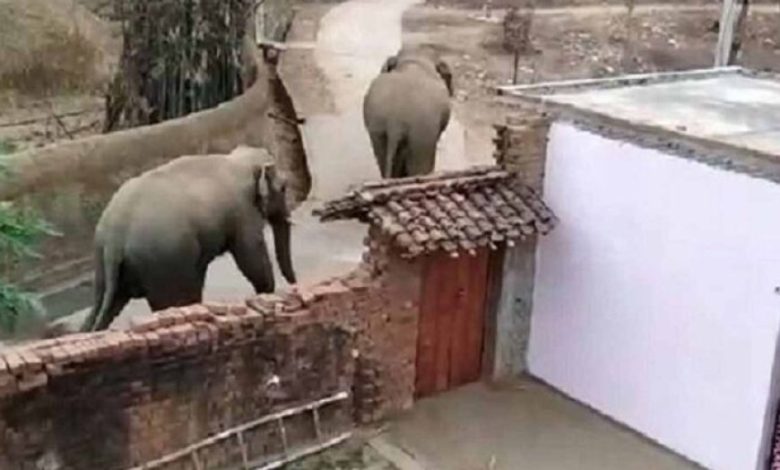 गांवों में घुसे चार जंगली हाथी, ये कर डाला अंजाम, कच्चे मकानों में तोड़फोड़, घर में रखे अनाज को चटकाया