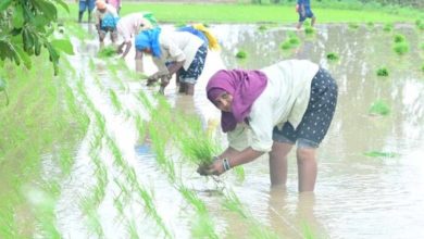 सरकार के नीतिगत फैसलों ने बढ़ाया छत्तीसगढ़ के किसानों का मान