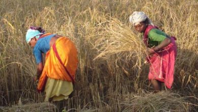 रायपुर : विशेष लेख : सरकार के नीतिगत फैसलों ने बढ़ाया छत्तीसगढ़ के किसानों का मान