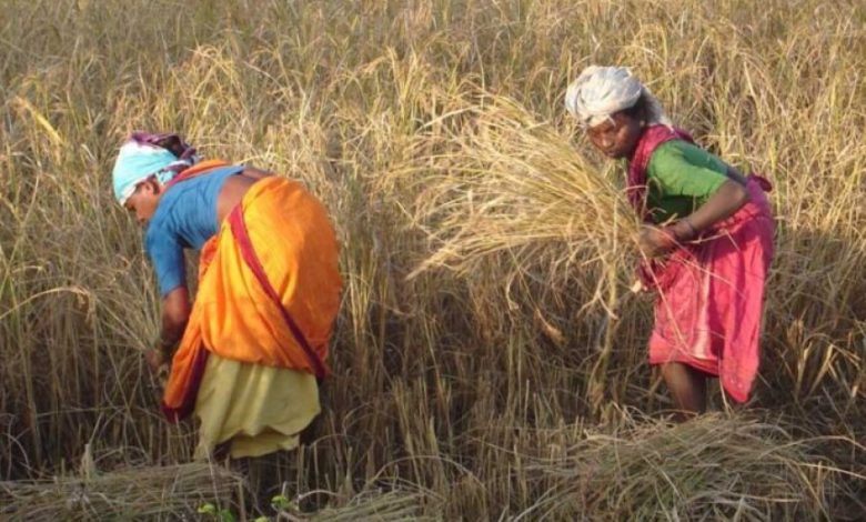 रायपुर : विशेष लेख : सरकार के नीतिगत फैसलों ने बढ़ाया छत्तीसगढ़ के किसानों का मान रायपुर : विशेष लेख : सरकार के नीतिगत फैसलों ने बढ़ाया छत्तीसगढ़ के किसानों का मान