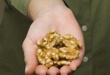 Walnuts Among Omega-3 Foods Linked to Brain Development Benefits in Children and Adolescents