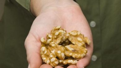 Walnuts Among Omega-3 Foods Linked to Brain Development Benefits in Children and Adolescents