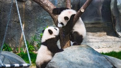 Hong Kong Throws City-Wide First Birthday Party for its Much-Loved Panda Twins