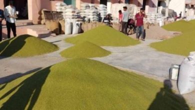 जबलपुर में 5 दिन से मूंग-उड़द खरीदी ठप, सर्वर डाउन से परेशान किसान