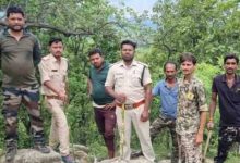 हाथियों के बाद अब बाघ का साया : जंगल में मिले पैरों के निशान, गांवों में अलर्ट