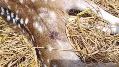 कुत्तों के हमले में घायल गर्भवती हिरणी की मौत, वन अधिकारियों ने पहुंचाया था अस्पताल