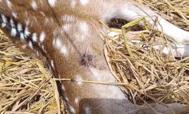 कुत्तों के हमले में घायल गर्भवती हिरणी की मौत, वन अधिकारियों ने पहुंचाया था अस्पताल कुत्तों के हमले में घायल गर्भवती हिरणी की मौत, वन अधिकारियों ने पहुंचाया था अस्पताल
