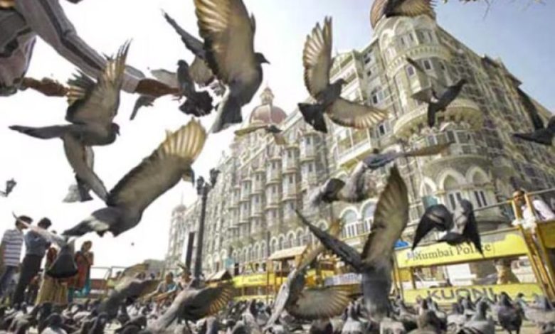 मुंबई में कबूतरखानों पर ब्रेक: 51 बंद, दाना खिलाना बैन, 100 लोगों पर जुर्माना