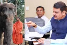 महादेवी हथिनी विवाद: सुप्रीम कोर्ट जाएगी महाराष्ट्र सरकार, फडणवीस ने दिया नंदनी मठ को समर्थन